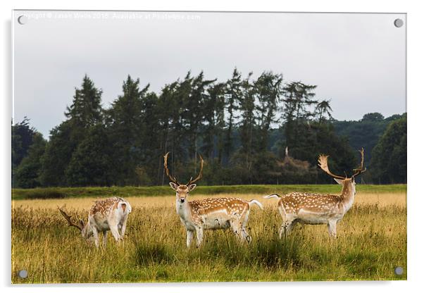 Trio of deer Acrylic by Jason Wells