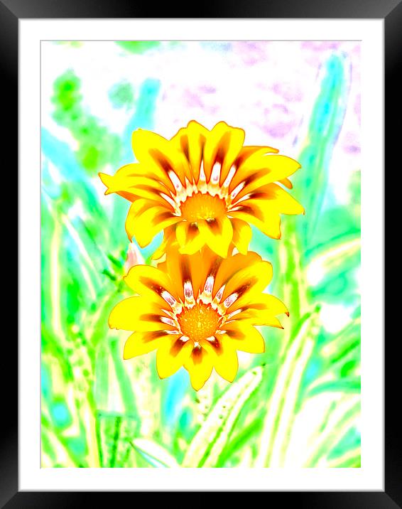 Daisy couple Framed Mounted Print by Adrian Bud