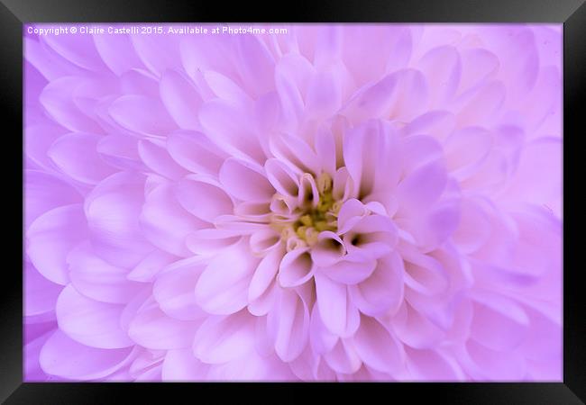  Pink Chrysanthemum Framed Print by Claire Castelli