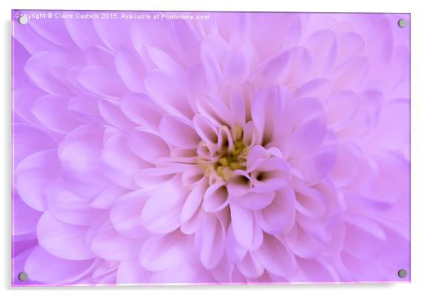  Pink Chrysanthemum Acrylic by Claire Castelli