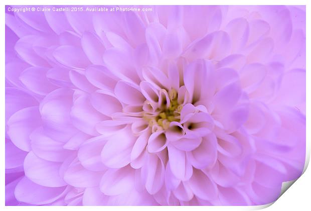  Pink Chrysanthemum Print by Claire Castelli