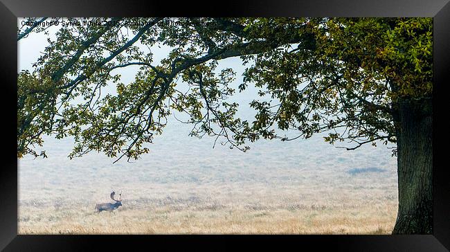  Fallow Deer : Petworth Park Framed Print by Sylvia White