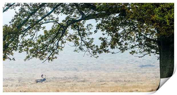  Fallow Deer : Petworth Park Print by Sylvia White