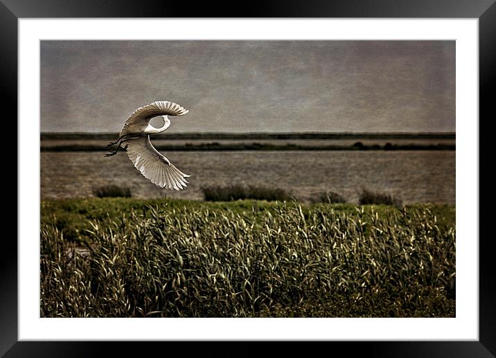 Turning in Flight Framed Mounted Print by Tom and Dawn Gari