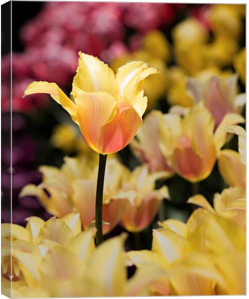 Yellow and Pink Canvas Print by Tom and Dawn Gari
