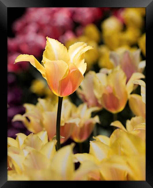  Yellow and Pink Framed Print by Tom and Dawn Gari