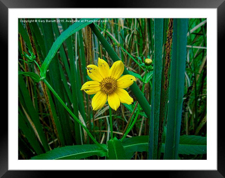  Yellow Wetland Flower Framed Mounted Print by Gary Barratt