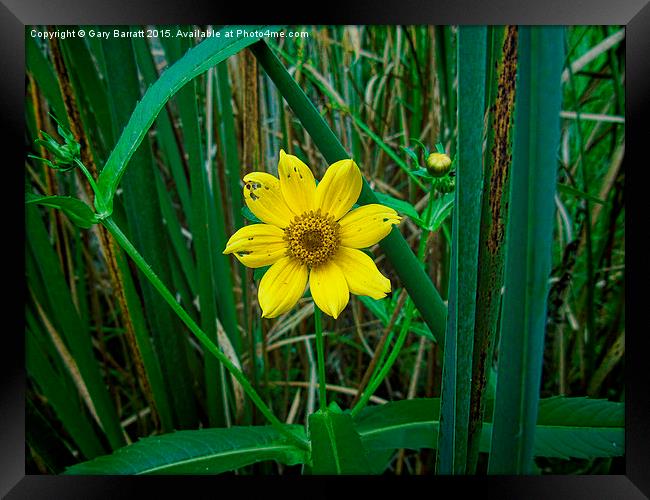  Yellow Wetland Flower Framed Print by Gary Barratt