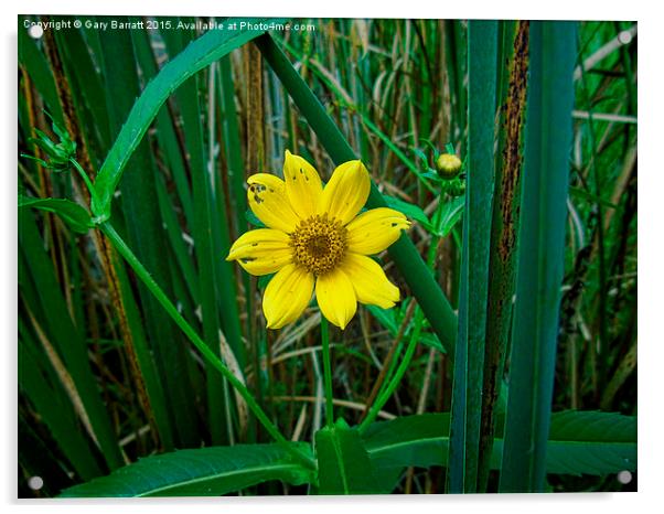  Yellow Wetland Flower Acrylic by Gary Barratt