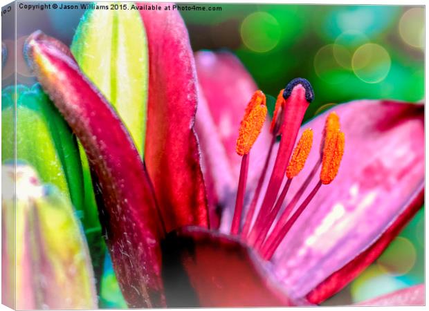  Blooming Lily Canvas Print by Jason Williams