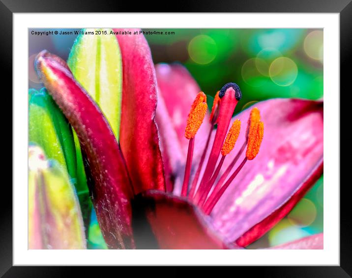  Blooming Lily Framed Mounted Print by Jason Williams