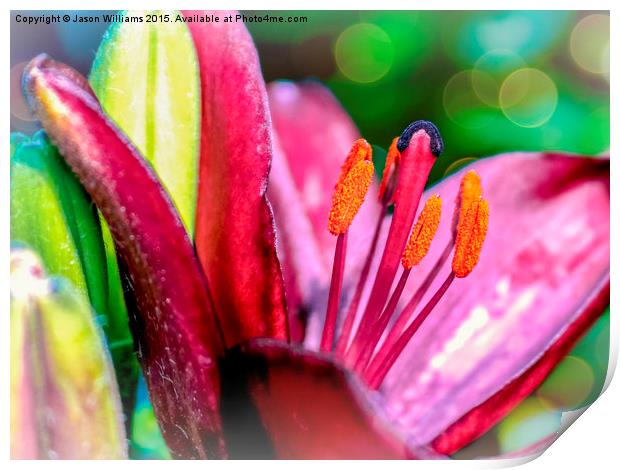  Blooming Lily Print by Jason Williams