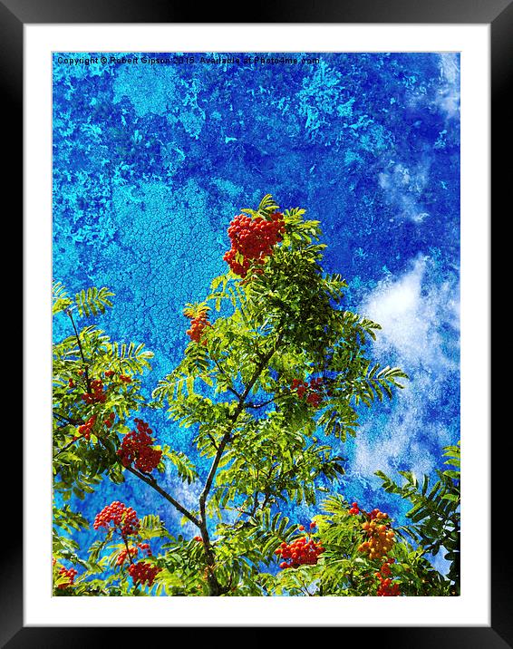 Rowan tree  with be berries and textures Framed Mounted Print by Robert Gipson