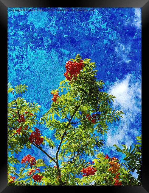  Rowan tree  with be berries and textures Framed Print by Robert Gipson