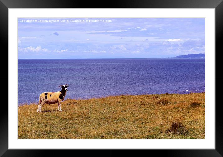 Welsh Sheep, Wales. Framed Mounted Print by Lauren Bywater