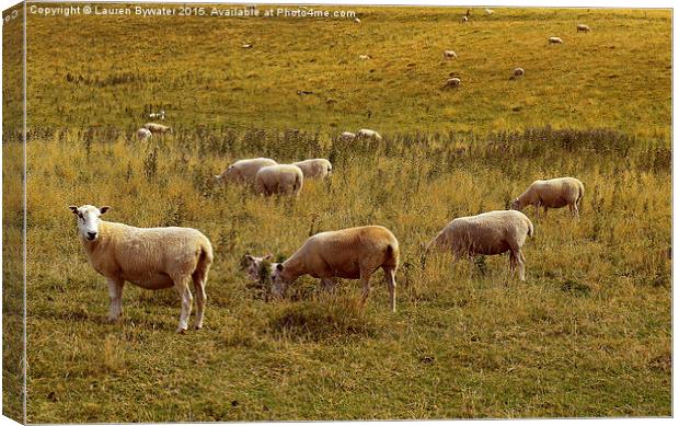 Welsh Sheep Grazing, Borth, Wales. Canvas Print by Lauren Bywater