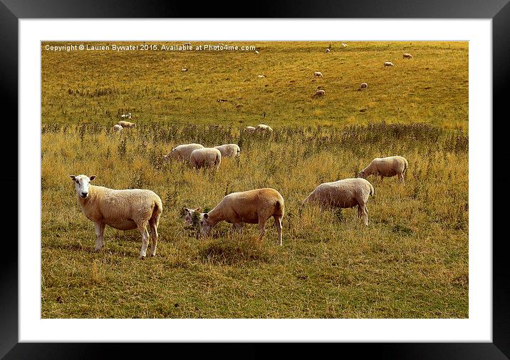Welsh Sheep Grazing, Borth, Wales. Framed Mounted Print by Lauren Bywater