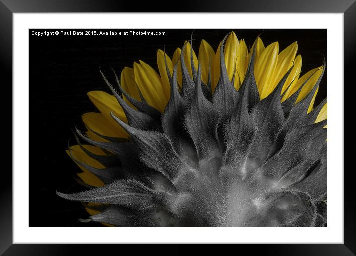 Selective Sunflower Framed Mounted Print by Paul Bate