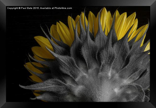  Selective Sunflower Framed Print by Paul Bate