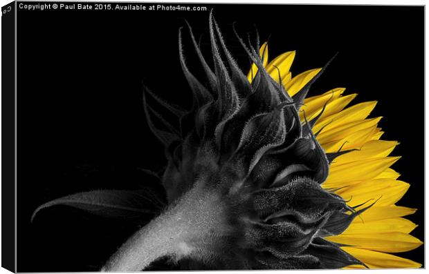   Selective Sunflower II Canvas Print by Paul Bate