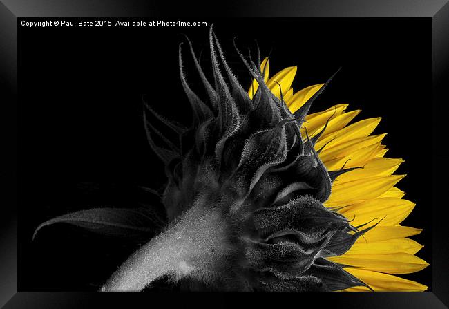   Selective Sunflower II Framed Print by Paul Bate