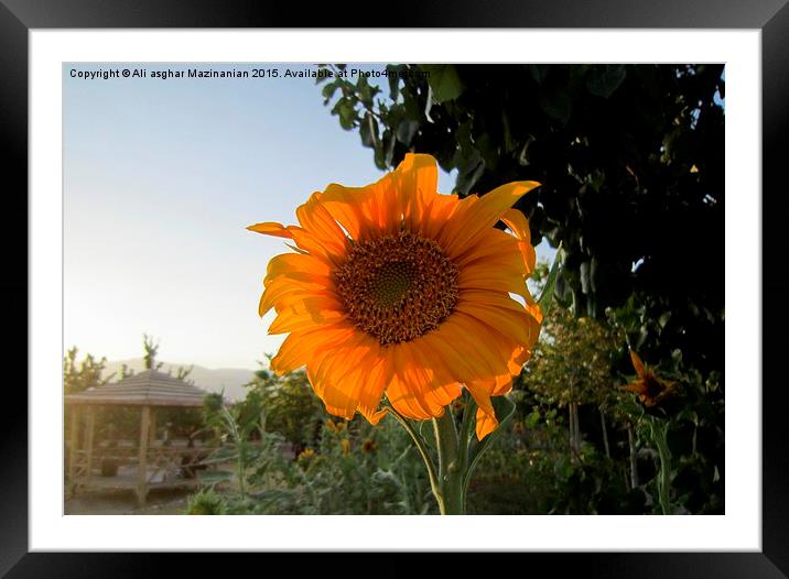  Sunflower at AVERSE tourism garden, Framed Mounted Print by Ali asghar Mazinanian