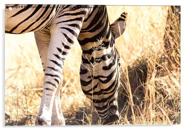  Zebra Acrylic by Petronella Wiegman
