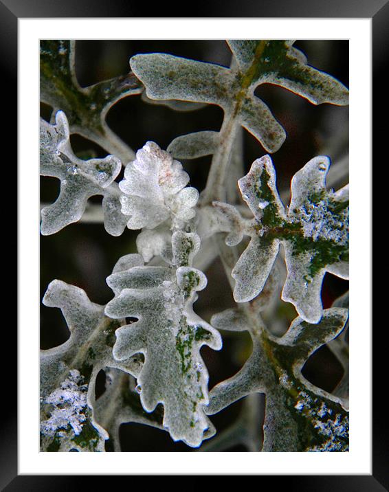 SnowSet Leaf Framed Mounted Print by Ben Tasker