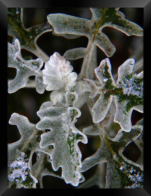 SnowSet Leaf Framed Print by Ben Tasker