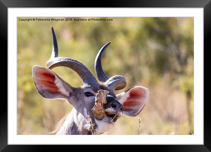  Kudu Framed Mounted Print by Petronella Wiegman