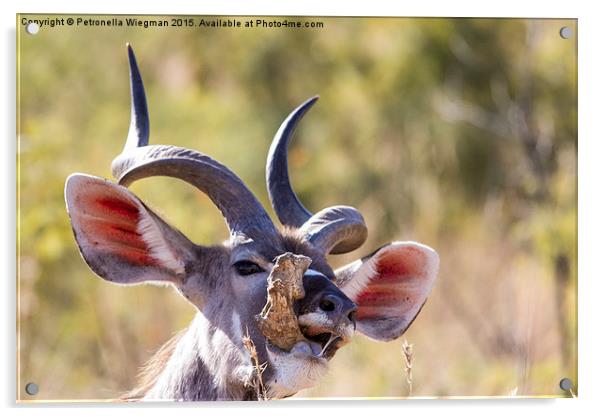  Kudu Acrylic by Petronella Wiegman
