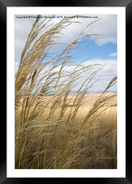  Grass Framed Mounted Print by Petronella Wiegman