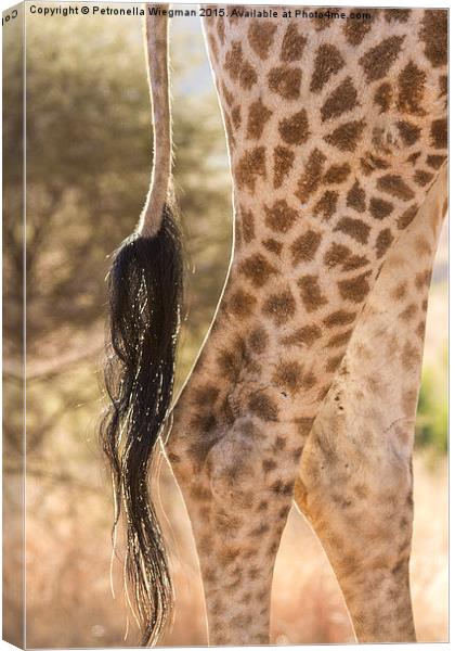  Giraffe legs Canvas Print by Petronella Wiegman