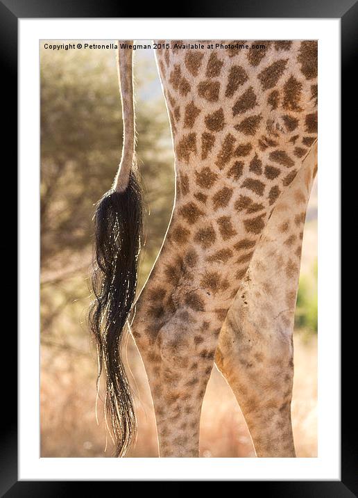  Giraffe legs Framed Mounted Print by Petronella Wiegman