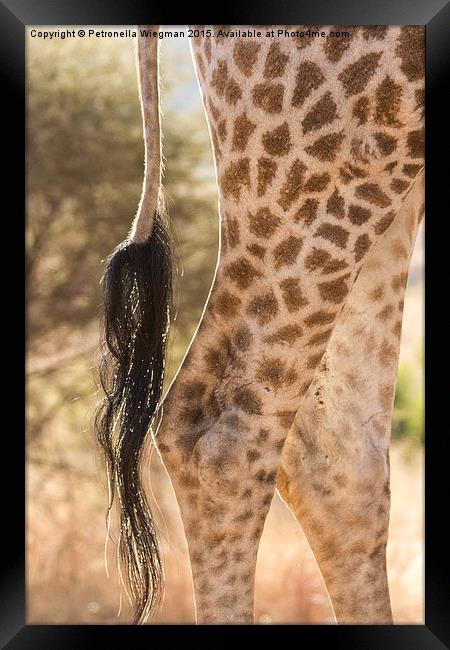  Giraffe legs Framed Print by Petronella Wiegman
