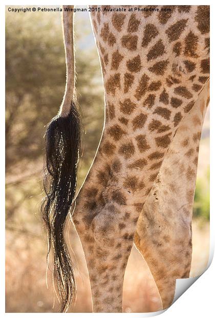  Giraffe legs Print by Petronella Wiegman