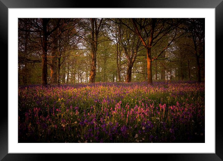 Bluebells Framed Mounted Print by Neil Almnond