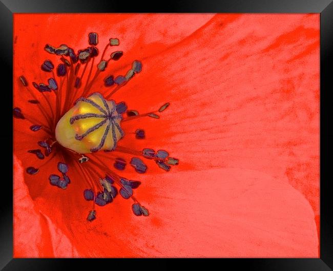  Bright Red Poppy up Close Framed Print by Sue Bottomley