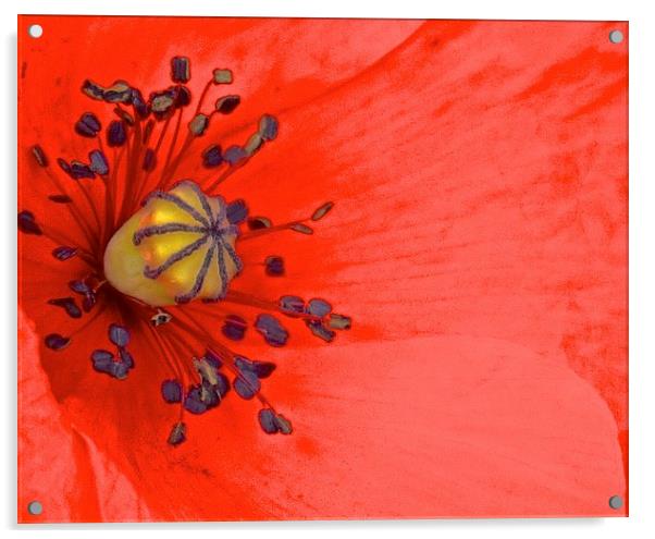  Bright Red Poppy up Close Acrylic by Sue Bottomley