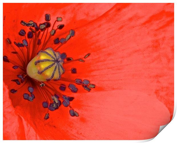  Bright Red Poppy up Close Print by Sue Bottomley