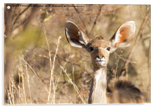  Kudu Acrylic by Petronella Wiegman