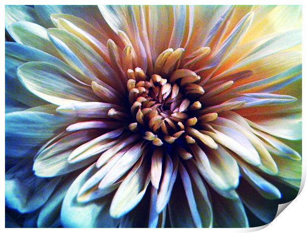 60's Flower Print by Ben Tasker