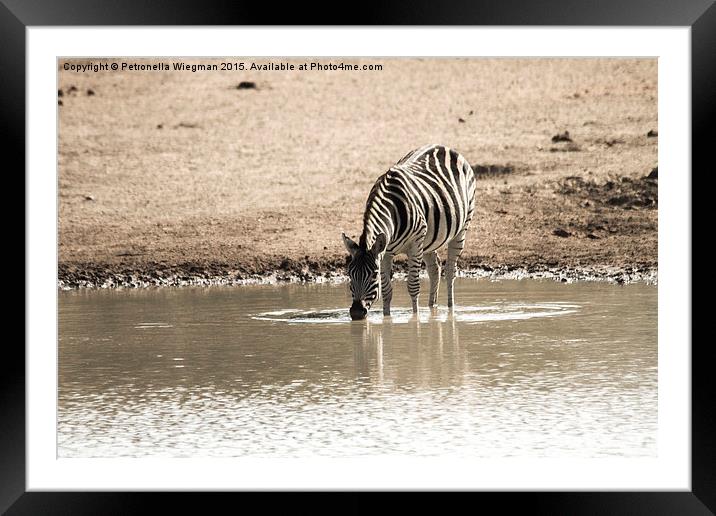  Drinking zebra Framed Mounted Print by Petronella Wiegman