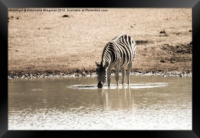  Drinking zebra Framed Print by Petronella Wiegman