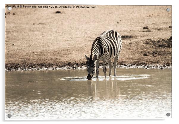  Drinking zebra Acrylic by Petronella Wiegman