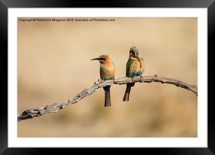  Bee eaters Framed Mounted Print by Petronella Wiegman
