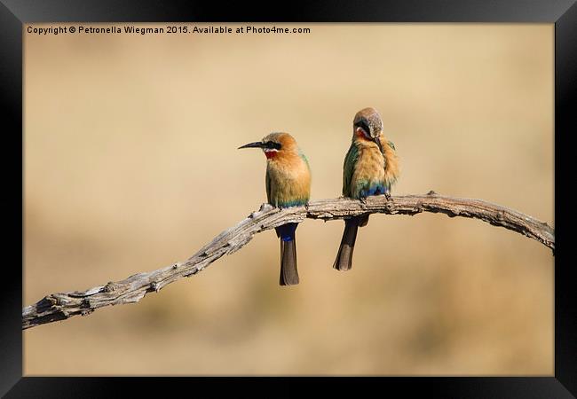  Bee eaters Framed Print by Petronella Wiegman