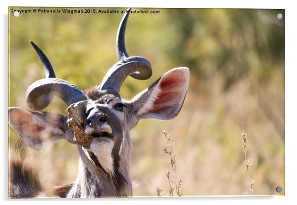  Kudu Acrylic by Petronella Wiegman