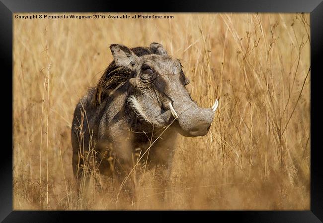  Warthog Framed Print by Petronella Wiegman