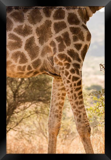  Giraffe Framed Print by Petronella Wiegman